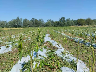 Tuča 2023