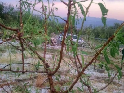 Tuča potukla nasade bajama Jerka Majića