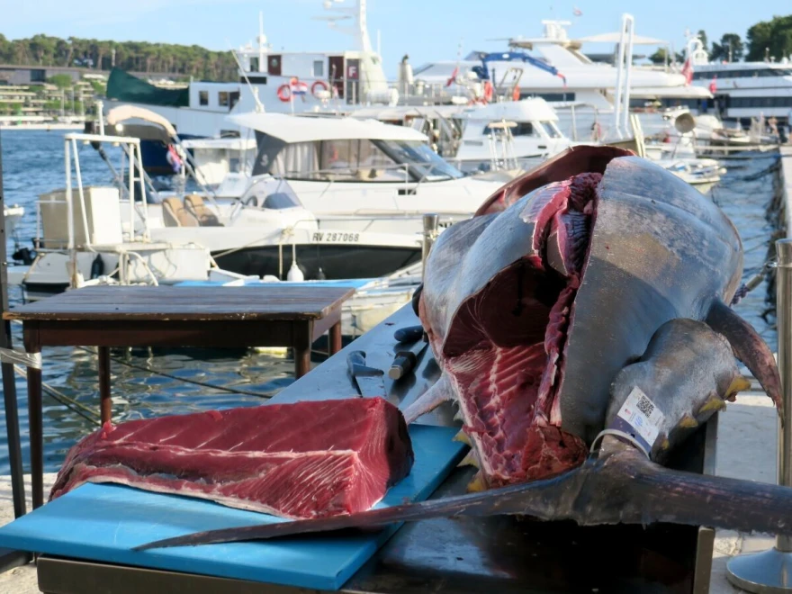 tuna tunafest