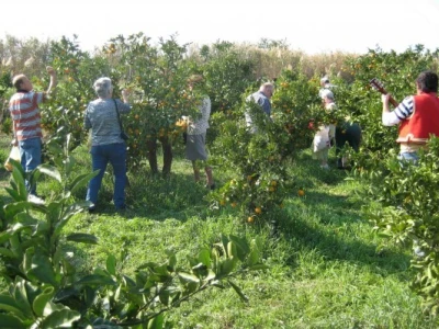 I inozemni turisti u skupinama sudjeluju u berbi neretvanskih mandarina
