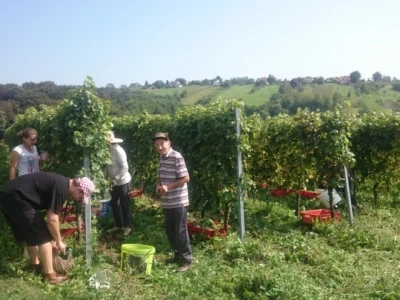Berba ranih sorti u vinogradima obitelji Turk
