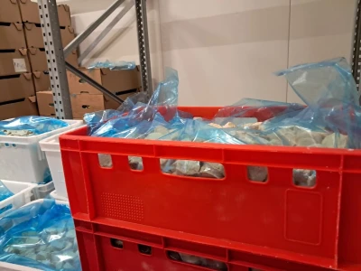 Tvornica za preradu ribe Panona Mare, Čačinci