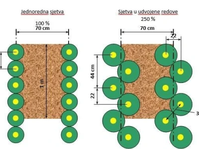 Twin row uljana repica i suncokret