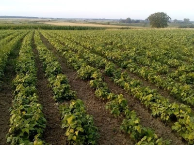 Twin row uljana repica i suncokret
