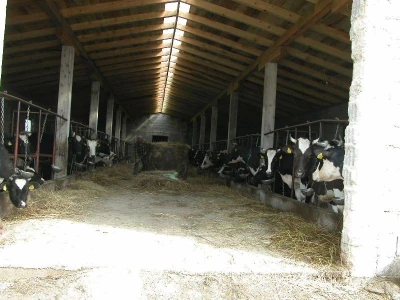 U novoj štali OPG Putnik 30 muznih krava na vezu i 20 junica