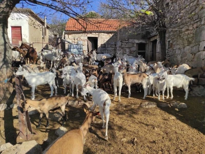 U PODGORJU VELEBITA - Borba Milana Kneževića sa medvjedom u Kitnjastoj Glavici