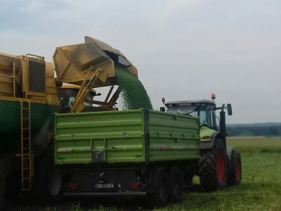 U Podravini počela berba graška