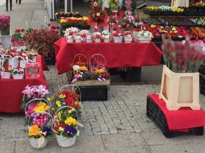 U suvremenim plastenicima godišnje uzgoje 70 000 komada rezanih cvjetova
