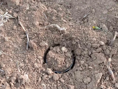 U tlu maslinika Zadarske županije niske razine pesticida, ali treba pripaziti na bakar