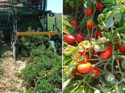 Udruga Črleno srce u Prelogu je organizirala prvu konferenciju Veg&Fruit
