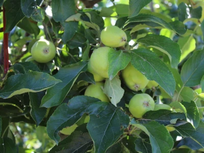 Udruga Crovita surađuje s tvrtkom Timac Agro