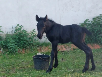 Udruga uzgajivača međimurskog konja Međimurec