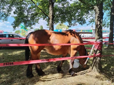 Udruga uzgajivača međimurskog konja Međimurec