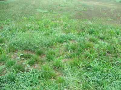 Zeleni ugar