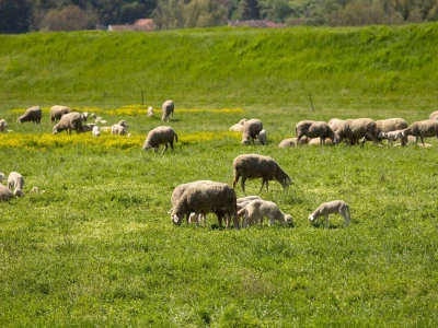 Ugoj ovaca u Baranji