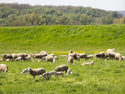 Ugoj ovaca u Baranji