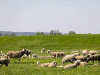Ugoj ovaca u Baranji