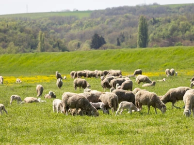 Ugoj ovaca u Baranji