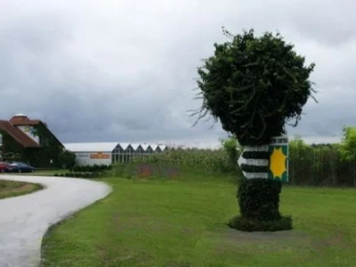 Kuglasto drveće.
