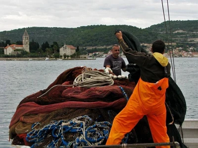 Ulov i trženje srdele