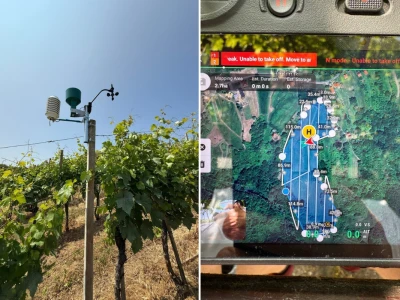Platforma Vineyard Angel