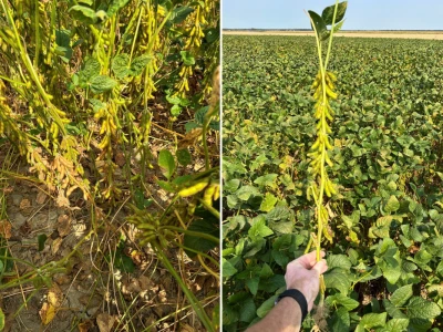 Chromos Agro soja