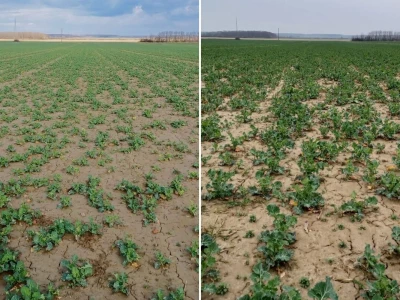 OPG Škrnički i Timac Agro u Breziku