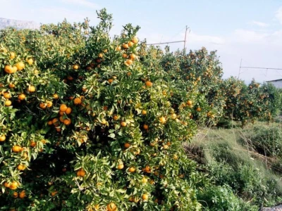 Urod mandarina u dolini Neretve