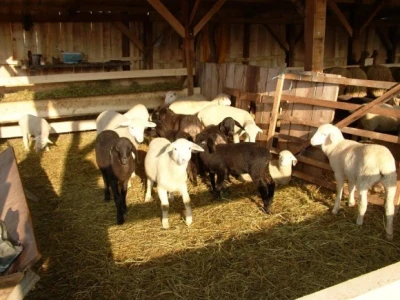 Nekada je na farmi bilo oko 400 ovaca