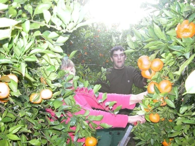 Uskoro početak berbe ranih sorti mandarina u dolini Neretve