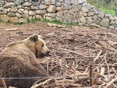 Utočište za medvjede u Kuterevu