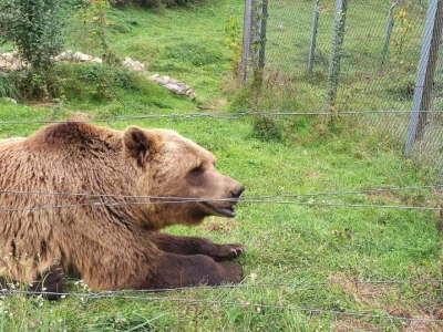 Utočište za medvjede u Kuterevu