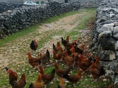 Uzgajivačnica koka hrvatica Dušana Petričevića u njegovu OPG-u na Petričevića stajama u Lovreću
