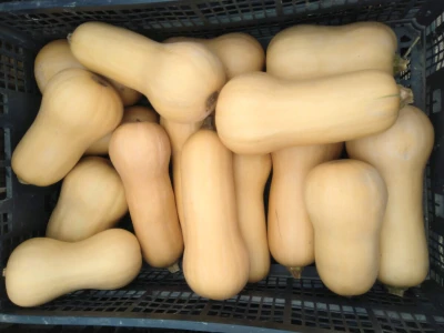 Uzgoj butternut tikve