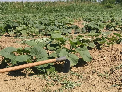 Uzgoj butternut tikve