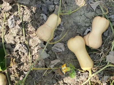 Uzgoj butternut tikve