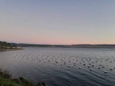 Uzgoj dagnji
