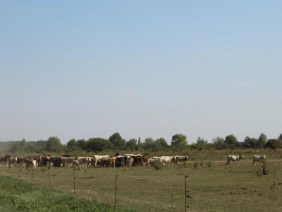 Uzgoj goveda na obrtu Purić