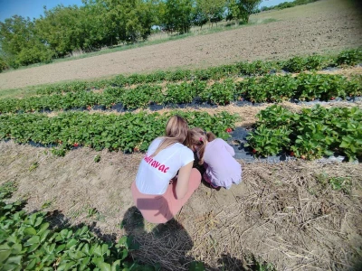 Uzgoj jagoda kod obitelji Dubravac u Osijeku