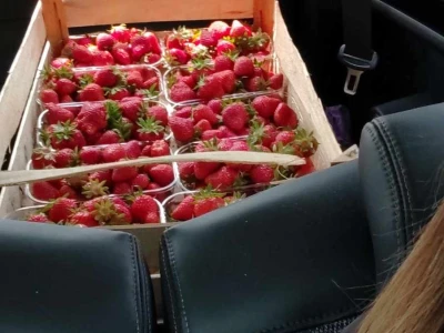 Uzgoj jagoda kod obitelji Dubravac u Osijeku