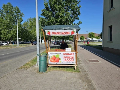Uzgoj jagoda kod obitelji Dubravac u Osijeku