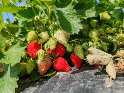 Uzgoj jagoda kod obitelji Dubravac u Osijeku
