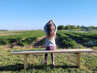 Uzgoj jagoda kod obitelji Dubravac u Osijeku