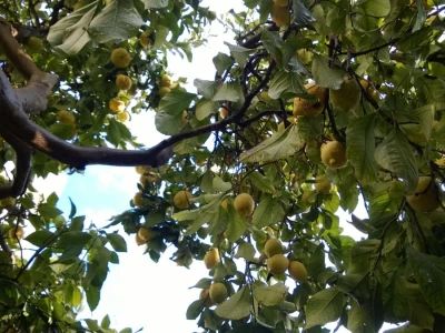 Uzgoj limuna