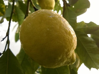 Uzgoj limuna