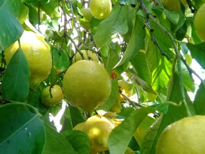 Uzgoj limuna