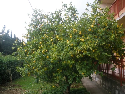 Uzgoj limuna