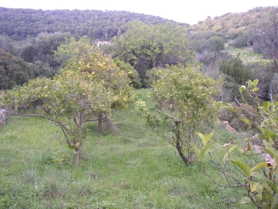 Uzgoj limuna