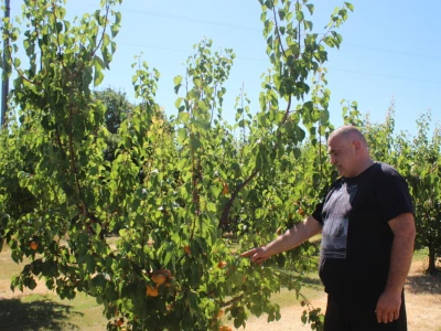 Uzgoj marelica u Aljmašu, Poljoprivredni obrt Škobić