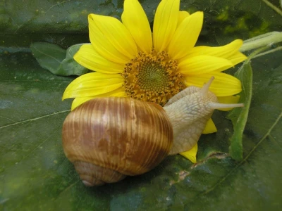 Uzgoj puževa